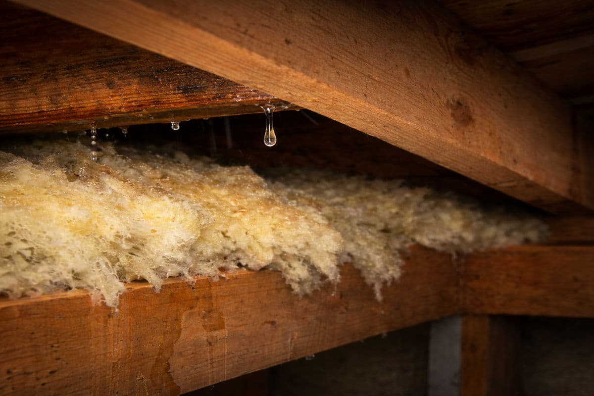 Featured post - Why Small Roof Leaks Cause Mold, Rot, and Structural Damage